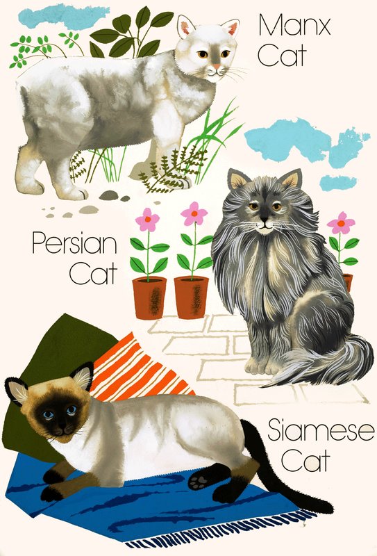 Chats domestiques - English School