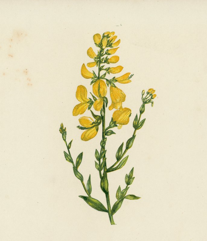 Genêt des Teinturiers, Genista Tinctoria - English School