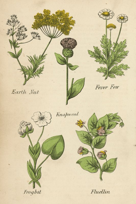 Noix de terre, Partenelle, Centaurée, Grenouillette, Fluellen - English School