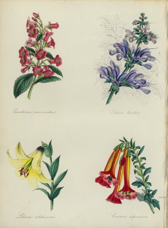 Jardin de fleurs anglais : Escallonia macrantha, Salvia bicolar, Lilium colchicum, Cantua dependens - English School