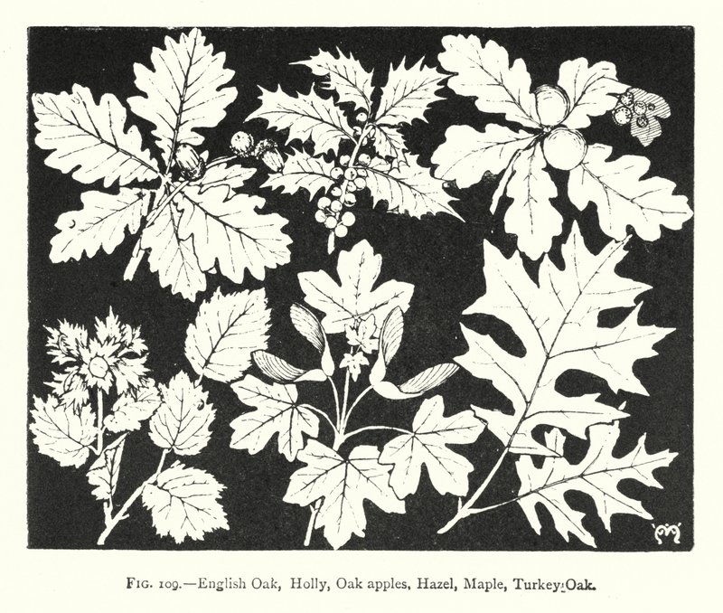 Chêne anglais, houx, galles de chêne, noisetier, érable, chêne de Turquie - English School