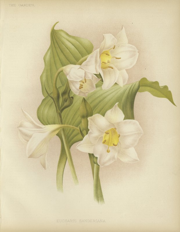 Eucharis sanderiana - English School