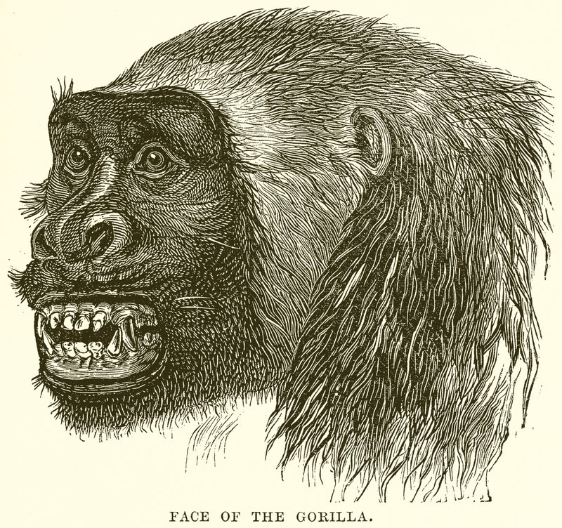Visage du gorille - English School
