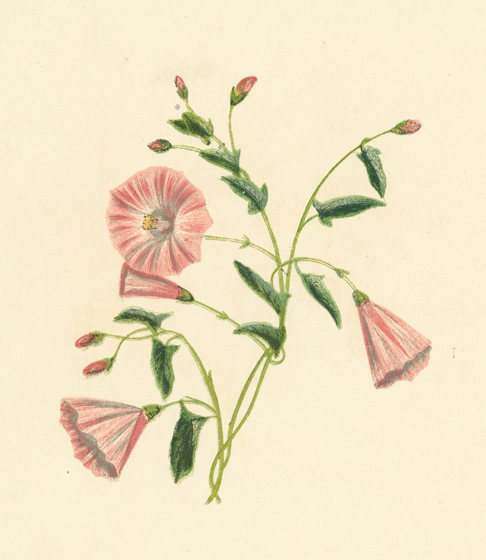 Liseron des champs, Convolvulus Arvensis - English School