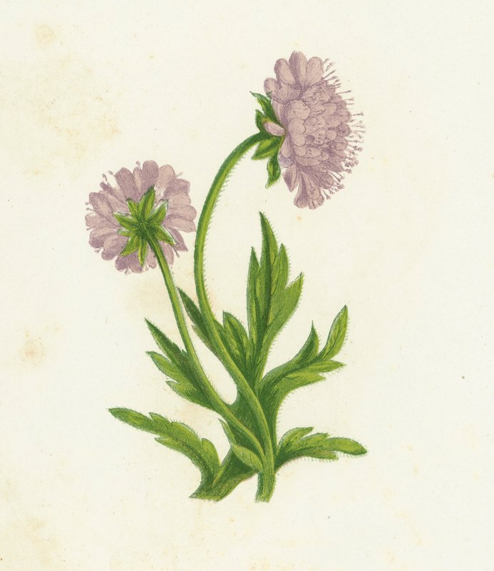 Knautie des champs, Knautia Arvensis - English School