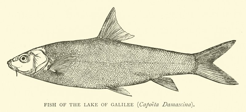 Poisson du lac de Galilée, Capoeta Damascina - English School