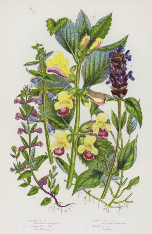 Plantes à fleurs de Grande-Bretagne : Mélitte à feuilles de mélisse, Brunelle commune, Scutellaire commune, Petite scutellaire - English School