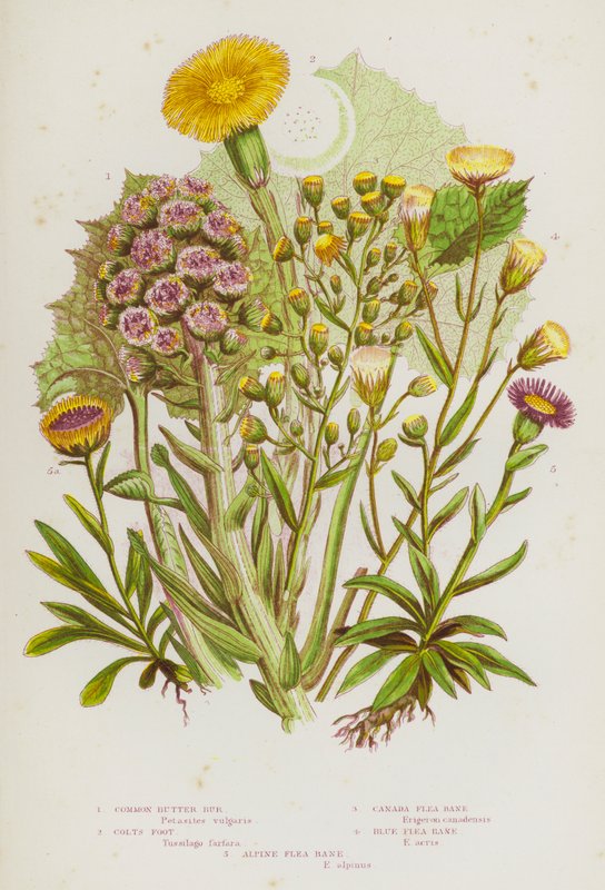 Plantes à fleurs de Grande-Bretagne : Pétasite commun, Tussilage, Vergerette du Canada, Vergerette bleue, Vergerette alpine - English School
