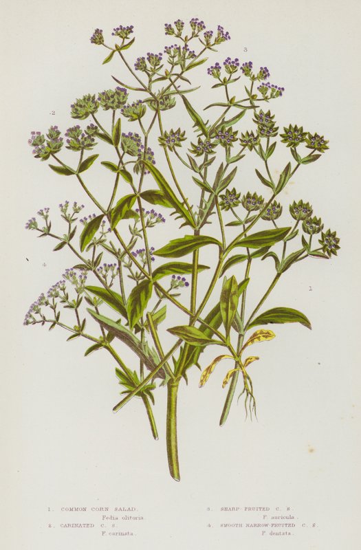 Plantes à fleurs de Grande-Bretagne : Valérianelle locuste, Valérianelle carénée, Valérianelle à fruits aigus, Valérianelle à fruits lisses et étroits (lithographie en couleur) - English School