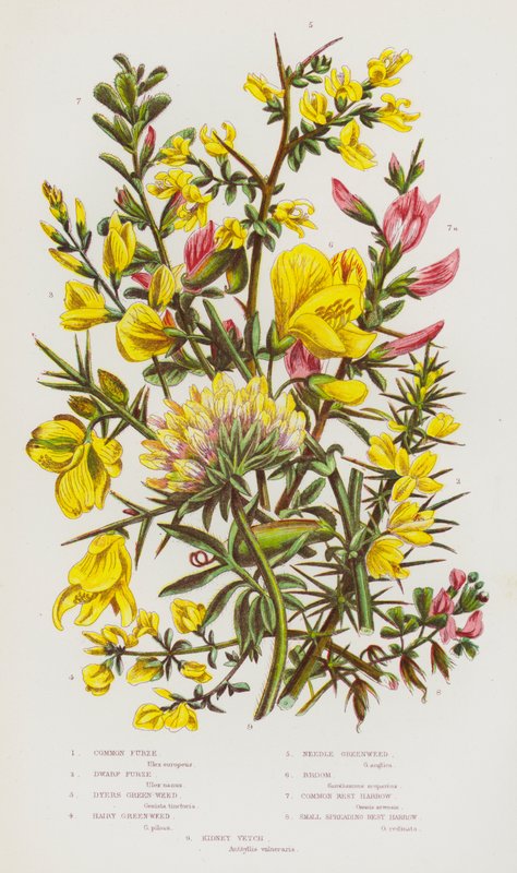 Plantes à fleurs de Grande-Bretagne : Ajonc commun, Ajonc nain, Genêt des teinturiers, Genêt velu, Genêt à aiguilles, Genêt à balais, Arrête-bœuf commun, Petit arrête-bœuf étalé, Anthyllide vulnéraire - English School