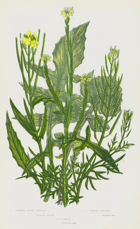 Plantes à fleurs de Grande-Bretagne : Moutarde des haies commune, Roquette de Londres, Vélar fausse-giroflée - English School