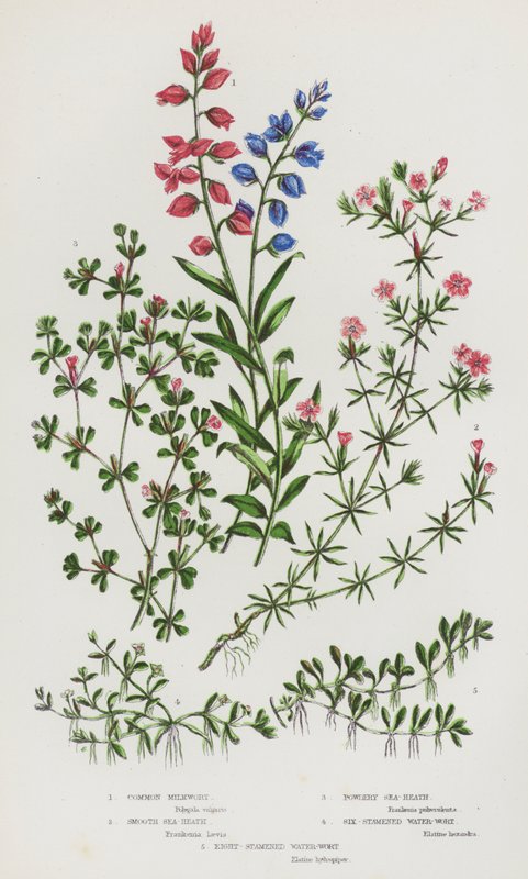 Plantes à fleurs de Grande-Bretagne : Polygale commune, Linaire maritime lisse, Linaire maritime poudreuse, Callitriche à six étamines, Callitriche à huit étamines - English School