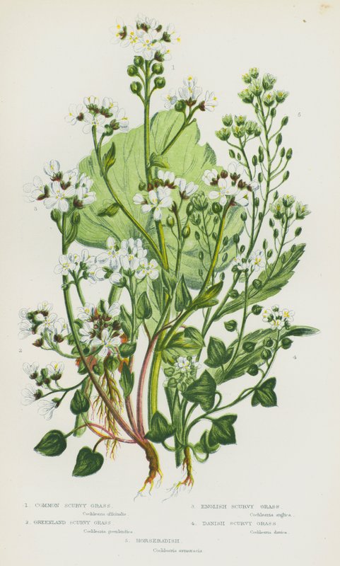 Plantes à fleurs de Grande-Bretagne : Herbe à scorbut commune, Herbe à scorbut du Groenland, Herbe à scorbut anglaise, Herbe à scorbut danoise, Raifort - English School