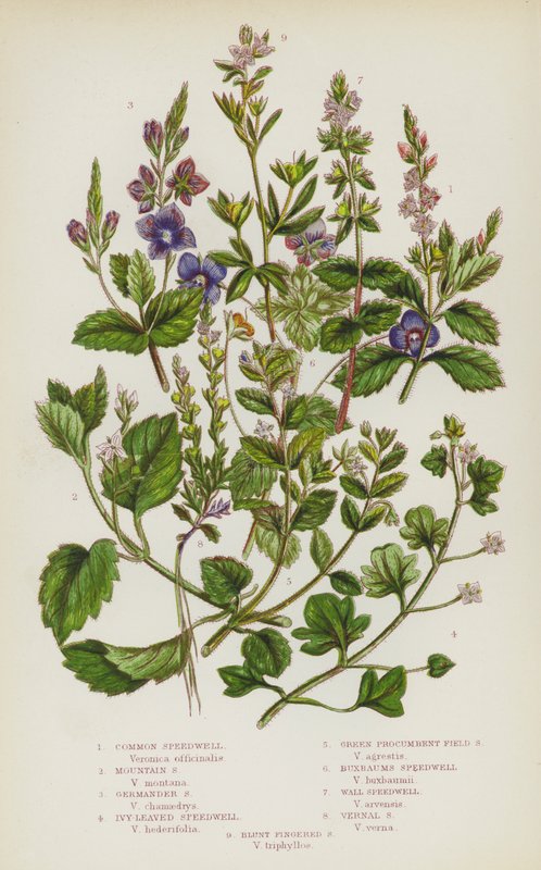Plantes à fleurs de Grande-Bretagne : Véronique commune, Véronique des montagnes, Véronique petit-chêne, Véronique à feuilles de lierre, Véronique verte rampante, Véronique de Buxbaum, Véronique des murs, Véronique printanière, Véronique à doigts émoussés - English School