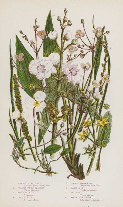Plantes à fleurs de Grande-Bretagne : Étoile d