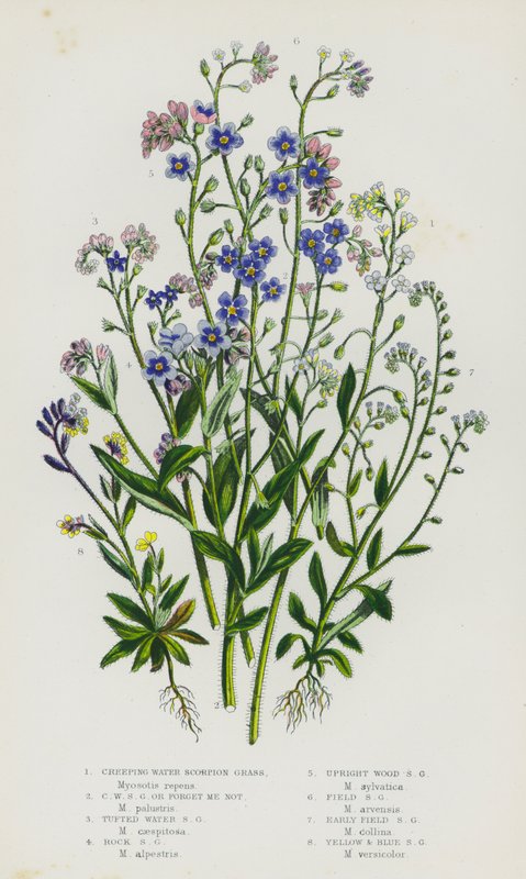 Plantes à fleurs de Grande-Bretagne : Myosotis des marais rampant, Myosotis des marais rampant ou Ne m