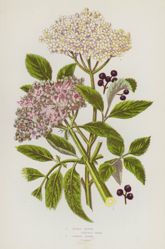 Plantes à fleurs de Grande-Bretagne : Sureau nain, Sureau commun (lithographie en couleur) - English School