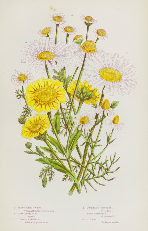 Plantes à fleurs de Grande-Bretagne : Grande marguerite blanche, Souci des champs, Grande camomille, Matricaire inodore, Camomille sauvage, Camomille commune - English School