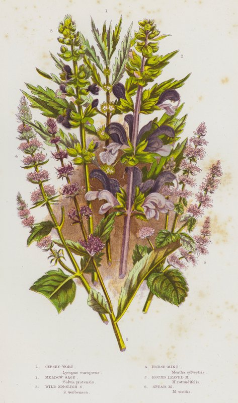 Plantes à fleurs de Grande-Bretagne : Lycopus, Sauge des prés, Sauge sauvage anglaise, Menthe chevaline, Menthe à feuilles rondes, Menthe verte - English School