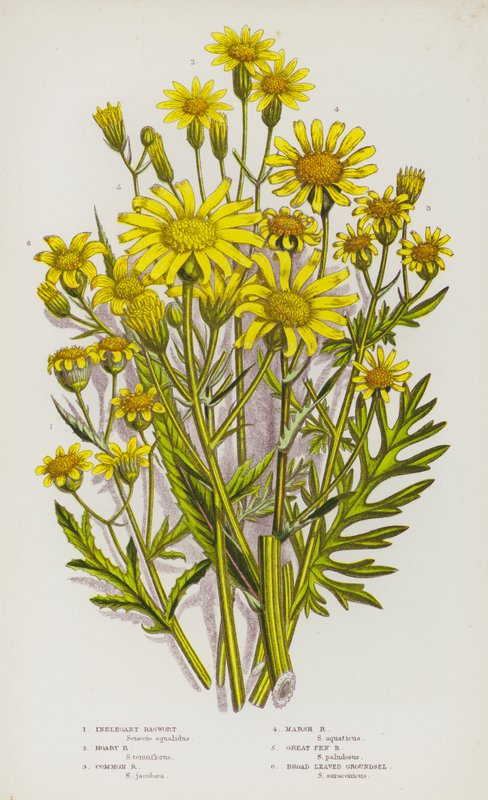 Plantes à fleurs de Grande-Bretagne : Séneçon inélégant, Séneçon blanchâtre, Séneçon commun, Séneçon des marais, Séneçon des marais, Séneçon à grandes feuilles - English School