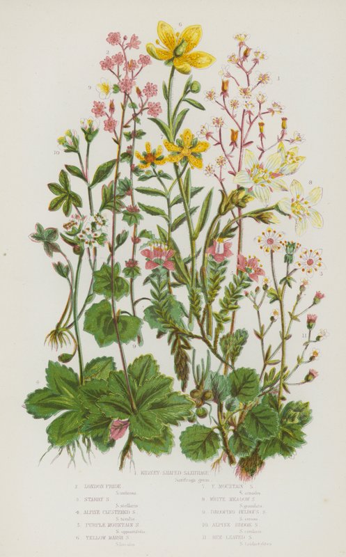 Plantes à fleurs de Grande-Bretagne : Saxifrage en forme de rein, Fierté de Londres, Saxifrage étoilé, Saxifrage alpin en grappes, Saxifrage pourpre des montagnes, Saxifrage jaune des marais, Saxifrage jaune des montagnes, Saxifrage des prés blanc, Saxifra - English School