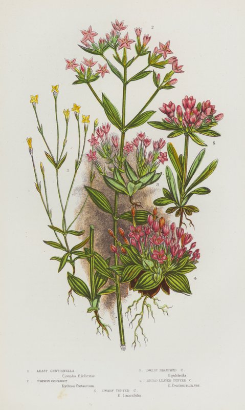 Plantes à fleurs de Grande-Bretagne : Petite gentiane, Centaurée commune, Centaurée naine ramifiée, Centaurée à feuilles larges, Centaurée naine touffue (lithographie en couleur) - English School