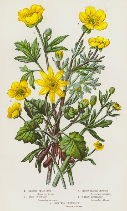 Plantes à fleurs de Grande-Bretagne : Petite Chélidoine, Renoncule des bois, Renoncule à feuilles de céleri, Bouton d