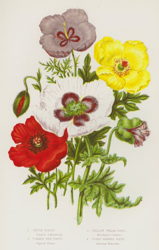 Plantes à fleurs de Grande-Bretagne : Pavot à opium, Pavot rouge commun, Pavot jaune gallois, Pavot cornu violet - English School