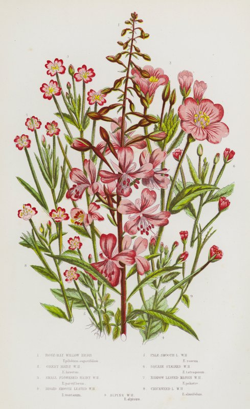 Plantes à fleurs de Grande-Bretagne : Épilobe à grandes fleurs, Épilobe hérissé, Épilobe à petites fleurs hérissées, Épilobe à feuilles larges et lisses, Épilobe à feuilles lisses pâles, Épilobe à tige carrée, Épilobe des marais à feuilles étroites, Stella - English School