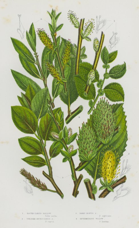 Plantes à fleurs de Grande-Bretagne : Saule à oreilles rondes, Grand saule à oreilles rondes, Saule à feuilles sombres, Saule intermédiaire - English School