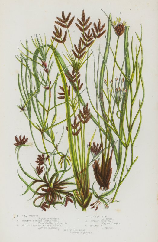 Plantes à fleurs de Grande-Bretagne : Ruppia maritime, Zannichellie des marais, Zostère marine à larges feuilles, Zostère naine, Souchet odorant, Souchet brun, Jonc des marais noirs - English School