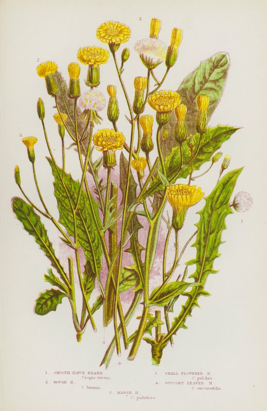 Plantes à fleurs de Grande-Bretagne : Barbe de bouc lisse, Barbe de bouc rugueuse, Barbe de bouc à petites fleurs, Barbe de bouc à feuilles de chicorée, Barbe de bouc des marais - English School