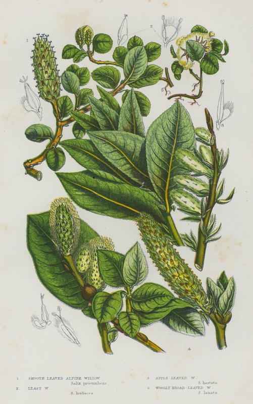 Plantes à fleurs de Grande-Bretagne : Saule alpin à feuilles lisses, Saule nain, Saule à feuilles de pommier, Saule à larges feuilles laineuses - English School