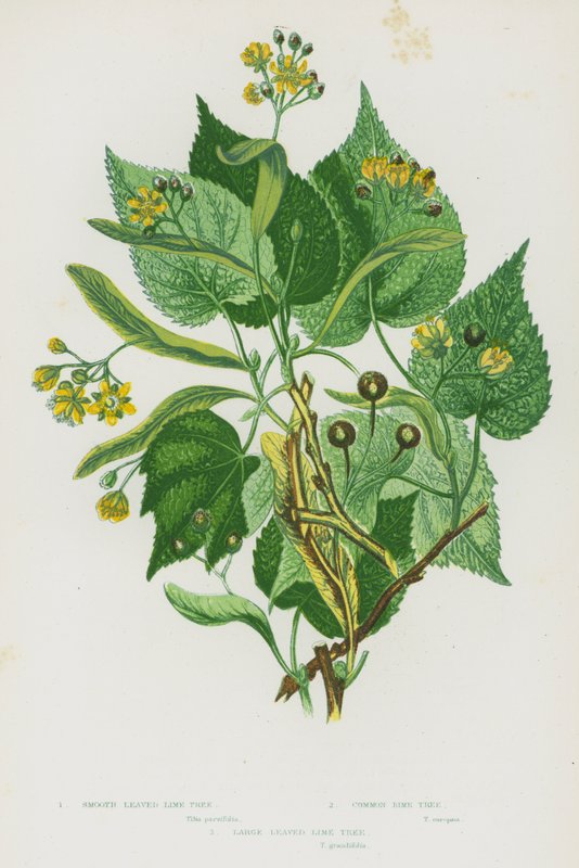 Plantes à fleurs de Grande-Bretagne : Tilleul à feuilles lisses, Tilleul commun, Tilleul à grandes feuilles - English School
