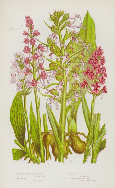 Plantes à fleurs de Grande-Bretagne : Orchis palmée tachetée, Orchis pyramidal, Orchis lézard, Gymnadenia odorante - English School
