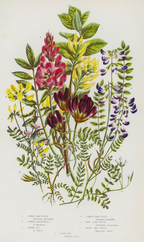 Plantes à fleurs de Grande-Bretagne : Astragale de Montpellier, Astragale de montagne, Astragale des Alpes, Pied d