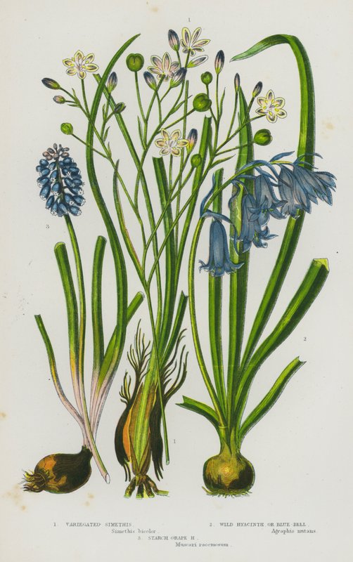 Plantes à fleurs de Grande-Bretagne : Simethis panaché, Jacinthe sauvage ou Jacinthe des bois, Muscari à grappes - English School