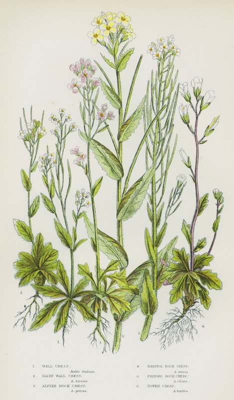Plantes à fleurs de Grande-Bretagne : Arabette des murs, Arabette velue, Arabette alpine, Arabette de Bristol, Arabette frangée, Arabette tour - English School