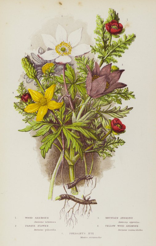 Plantes à fleurs de Grande-Bretagne : Anémone des bois, Anémone pulsatille, Anémone des montagnes, Anémone pulsatille, Anémone jaune des bois, Œil de faisan (lithographie en couleur) - English School