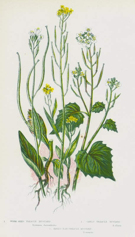 Plantes à fleurs de Grande-Bretagne : Moutarde à graines de vers, Moutarde à ail, Moutarde à oreilles de lièvre - English School