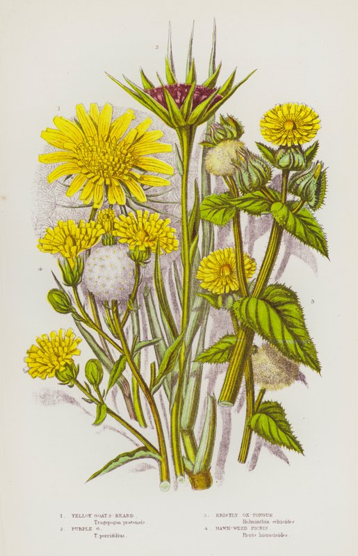Plantes à fleurs de Grande-Bretagne : Barbe-de-bouc jaune, Barbe-de-bouc pourpre, Langue-de-bœuf hérissée, Picris de laiteron - English School