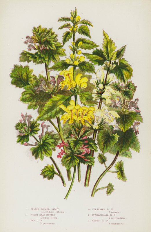 Plantes à fleurs de Grande-Bretagne : Épiaire jaune, Ortie blanche, Ortie rouge, Ortie à feuilles découpées, Ortie intermédiaire, Ortie poule - English School
