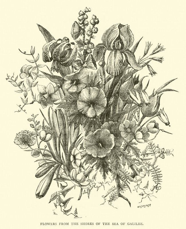 Fleurs des rives de la mer de Galilée - English School