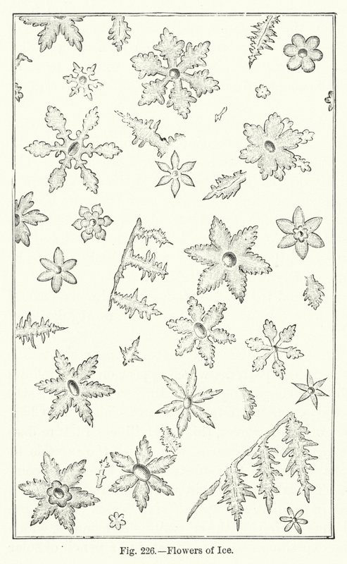 Fleurs de glace (gravure) - English School