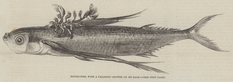 Poisson volant, avec une croissance parasitaire sur son dos (gravure) - English School