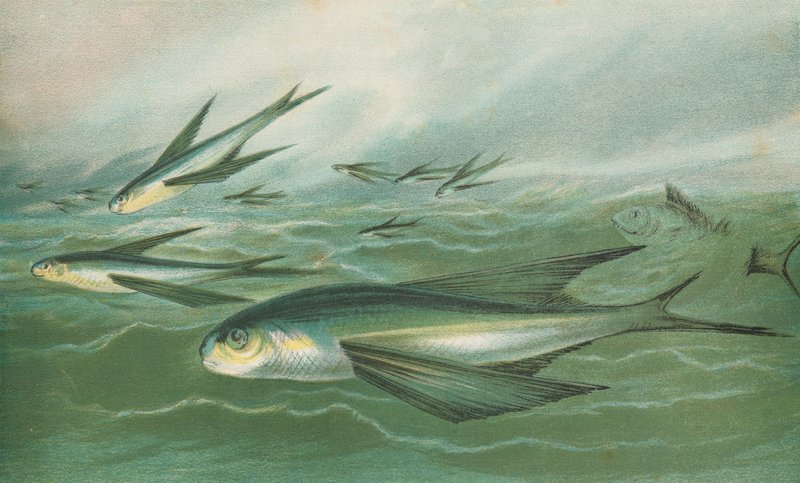 Poissons volants - English School