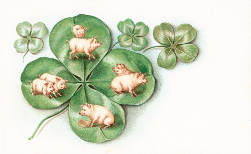 Trèfle à quatre feuilles avec des cochons sur chaque feuille - English School