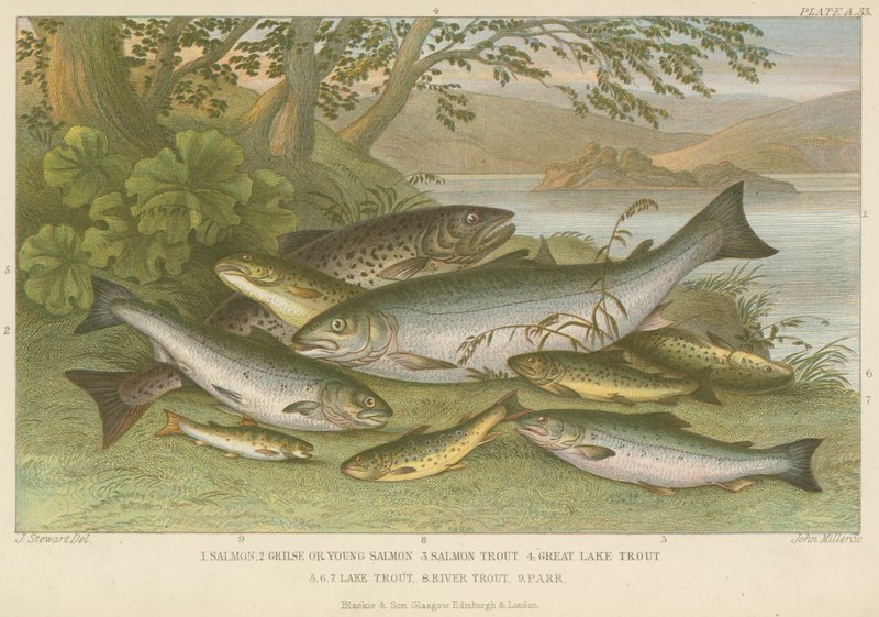 Poissons d