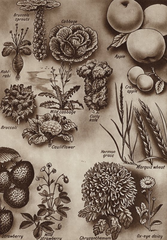 Fruits, légumes et fleurs et les variétés sauvages dont ils sont issus - English School