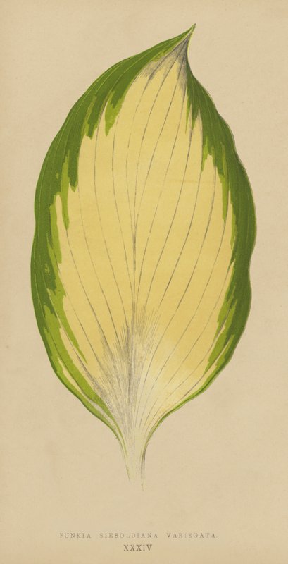 Funkia Sieboldiana Variegata - English School